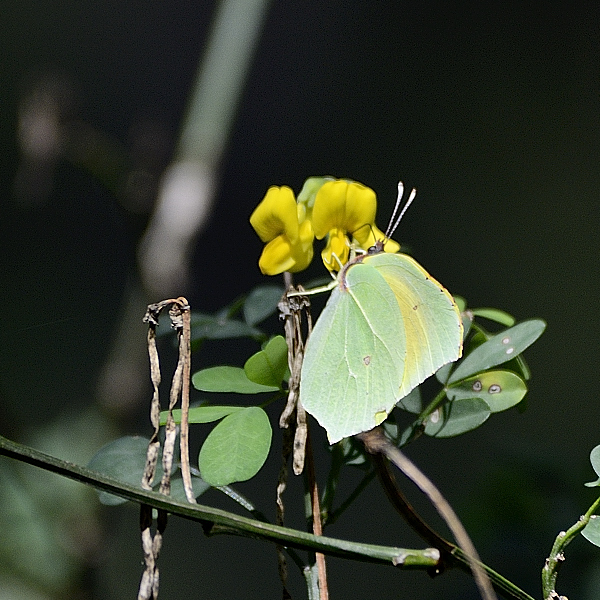 ID. Lepidoptera Gonepteryx ??